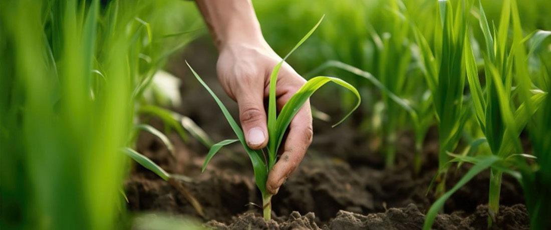 استفاده از حسگرها در کشاورزی