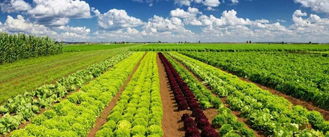 اثرات آبیاری بر کیفیت آب های سطحی